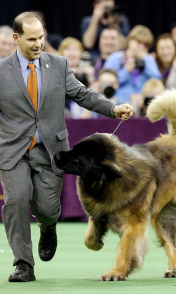 How come my dog never wins Westminster? Who's the top pooch?